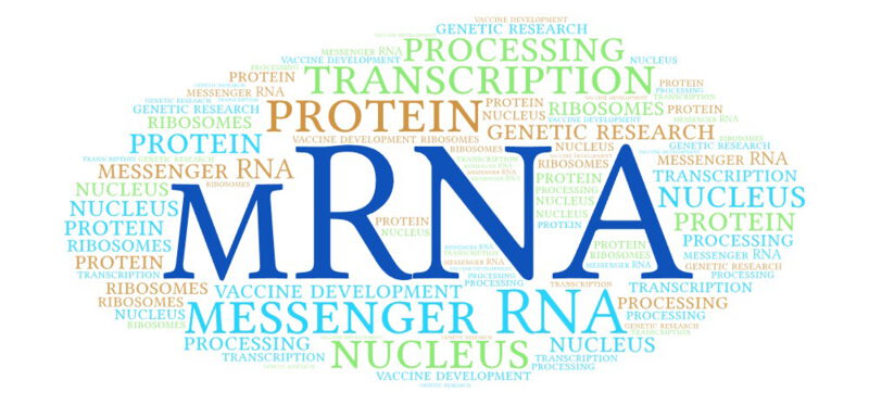 mRNA is an indispensable component for the functioning of living organisms while also offering numerous possibilities for medical research and therapy.