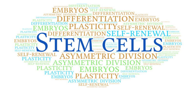 Stem cells can produce a copy of themselves through cell division. However, this division does not result in two new stem cells, it is a process known as asymmetric cell division.