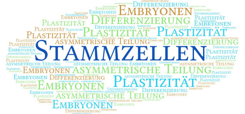 Stammzellen sind in der Lage, eine Kopie von sich selbst zu erzeugen, indem sie sich teilen. Bei dieser Teilung entstehen allerdings nicht zwei neue Stammzellen, sondern es erfolgt eine sogenannte asymmetrische Zellteilung.