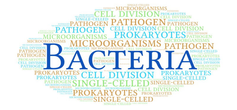 Bacteria are an essential part of nature and of immense importance for the ecosystem of our planet as well as for human activity and health.