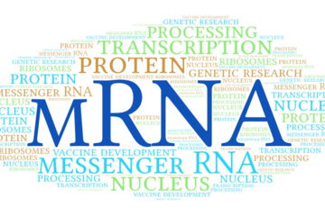 mRNA is an indispensable component for the functioning of living organisms while also offering numerous possibilities for medical research and therapy.