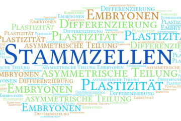 Stammzellen sind in der Lage, eine Kopie von sich selbst zu erzeugen, indem sie sich teilen. Bei dieser Teilung entstehen allerdings nicht zwei neue Stammzellen, sondern es erfolgt eine sogenannte asymmetrische Zellteilung.