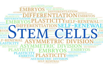 Stem cells can produce a copy of themselves through cell division. However, this division does not result in two new stem cells, it is a process known as asymmetric cell division.