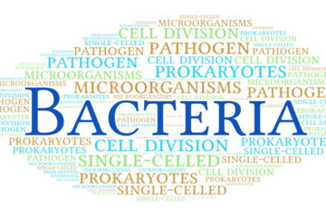 Bacteria are an essential part of nature and of immense importance for the ecosystem of our planet as well as for human activity and health.