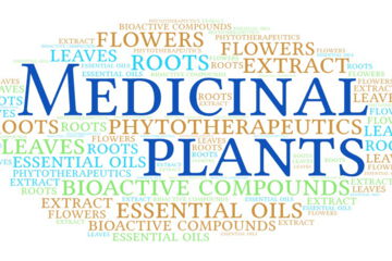 Parts of medicinal plants that can be used for medicinal purposes include roots, rhizomes, leaves, flowers, fruits, seeds, bark, etc.