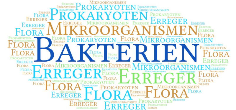 Bakterien sind ein wesentlicher Bestandteil der lebenden Natur und von immenser Bedeutung für das Ökosystem unseres Planeten sowie für die menschliche Aktivität und Gesundheit.